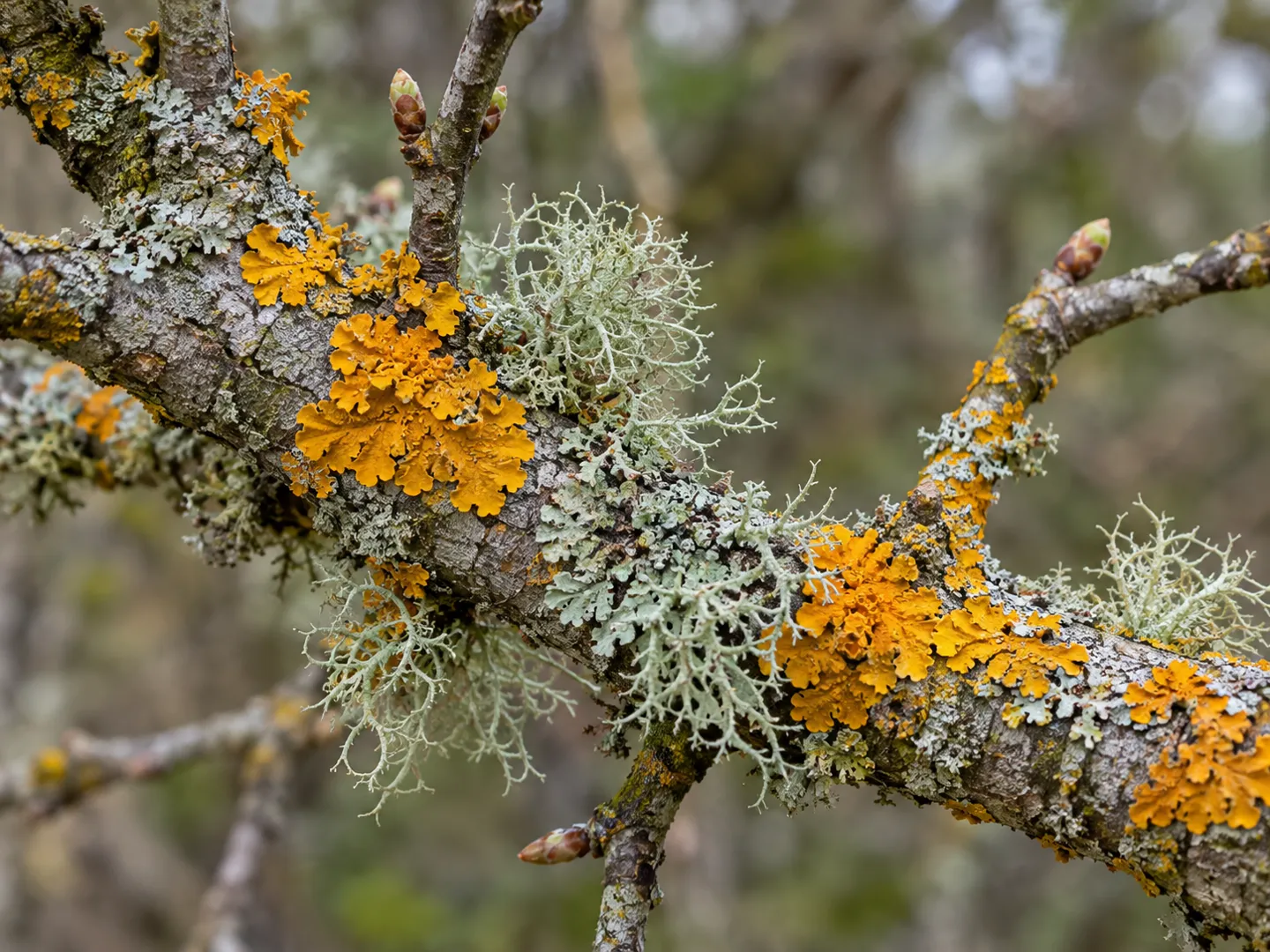 A grey branch and twigs covered in orange leafy lichen and pale grey-green frilly lichens